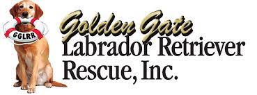 golden-gate Golden Gate Labrador Retriever Rescue, Inc.